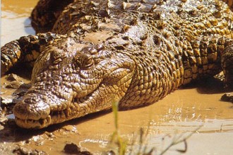 Togo : Des villageois hantés par un crocodile